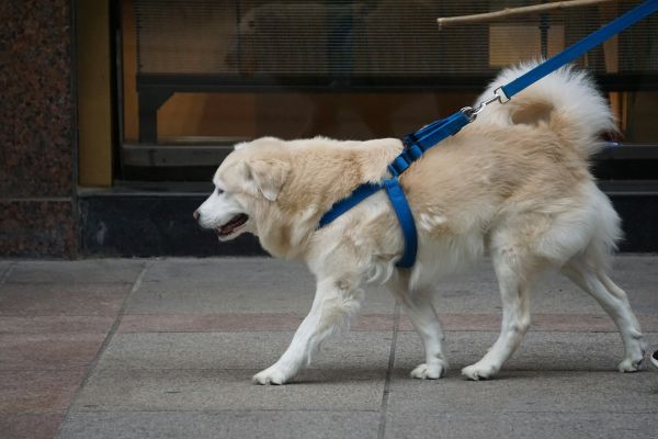 5 harnais de traction pour chien adaptés à chaque race
